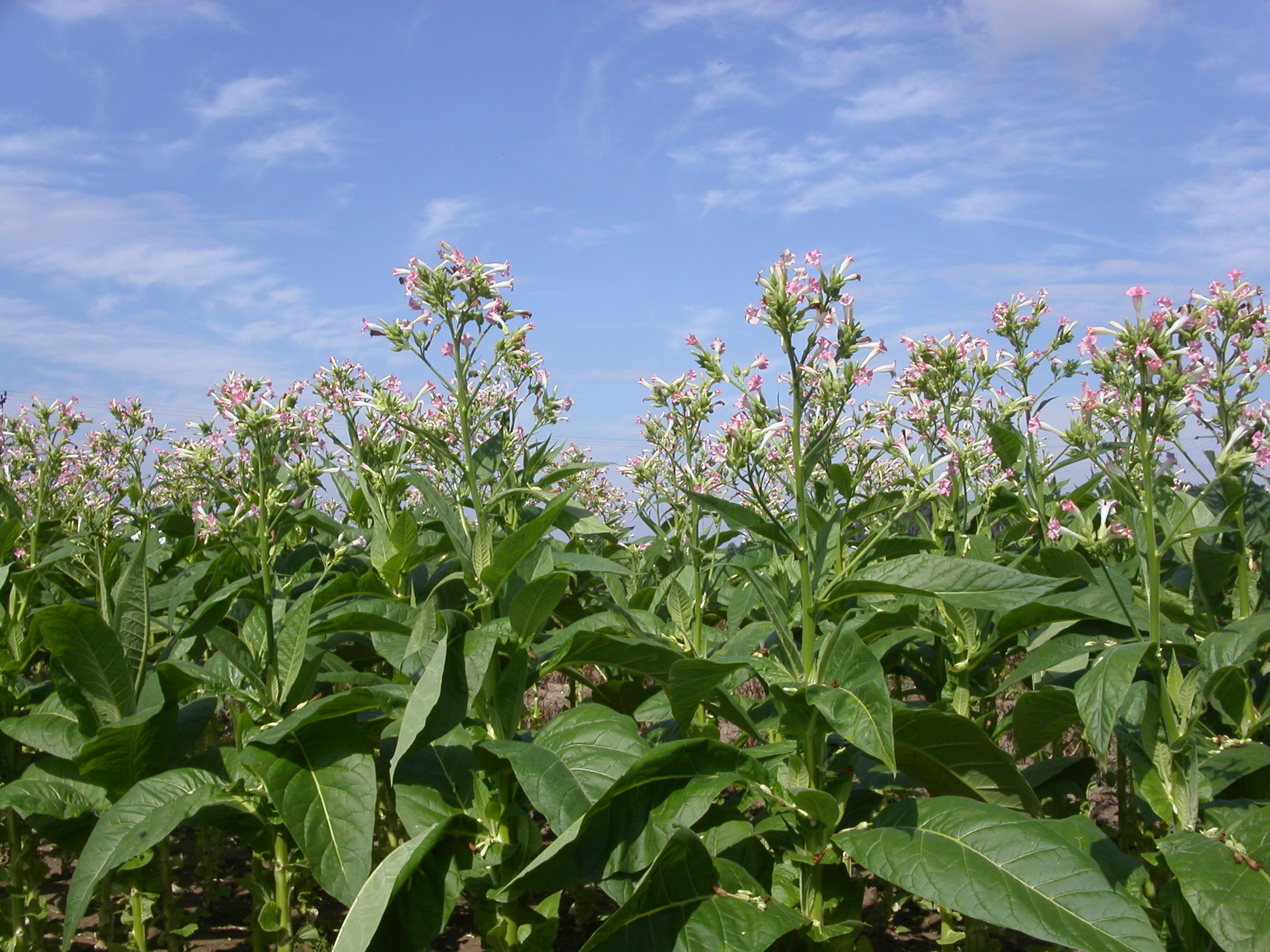 Tabakfeld in voller Blüte