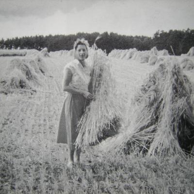 Liesel beim Garbenaufstellen